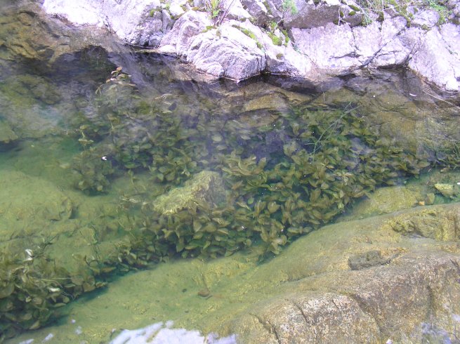 Piante acquatiche!!